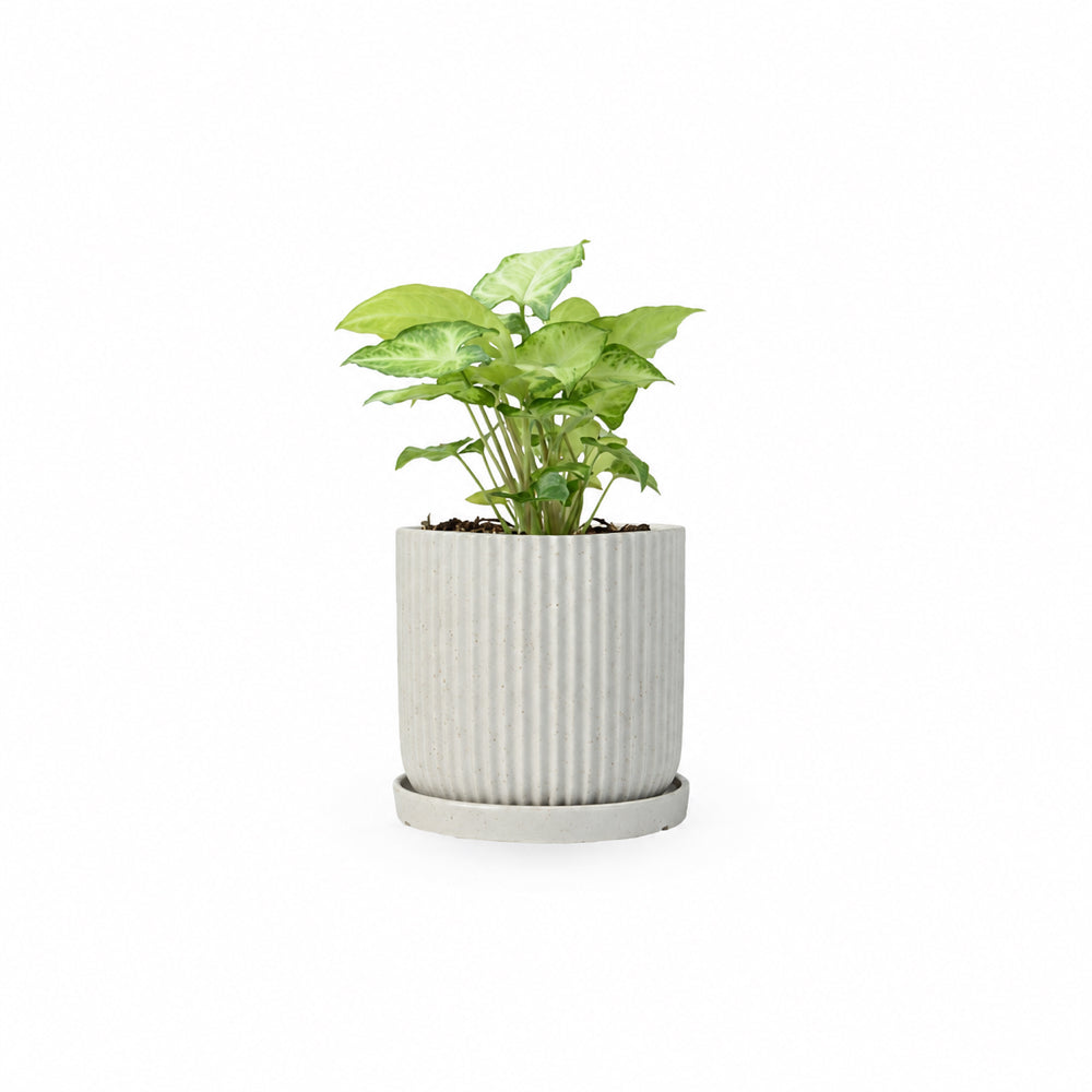 סינגוניום syngonium משתלה אינטרנטית