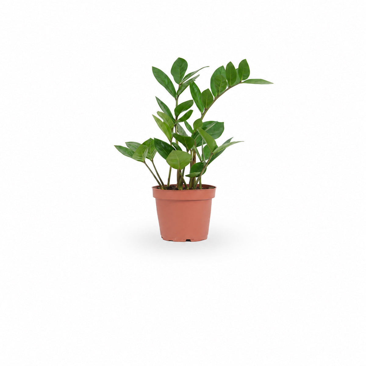 zz plant, זמיה קוקוס, plant nursery