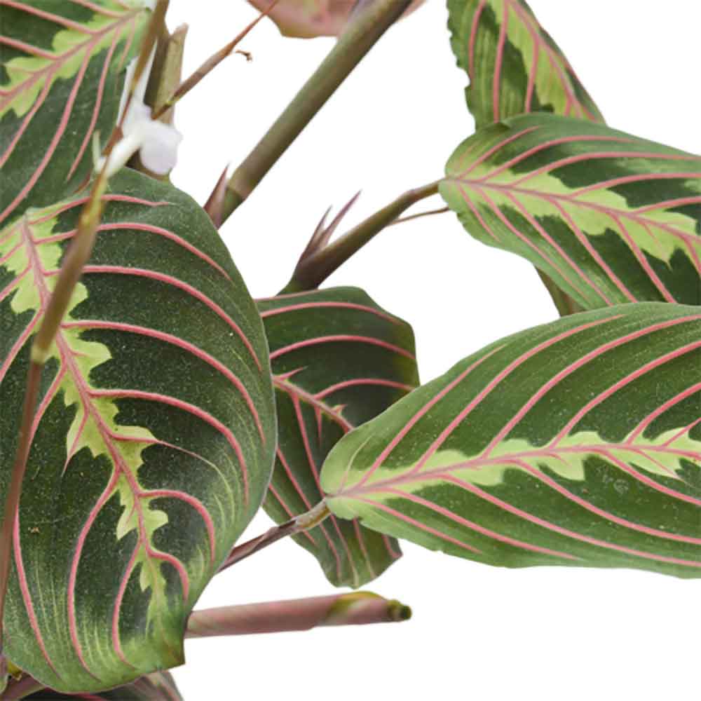 מרנטה | Maranta Plant | צמחי בית  | משלוח צמחים הבית | משתלה אינטרנטית | משלוח ממשתלה | plant on it | neta your plants