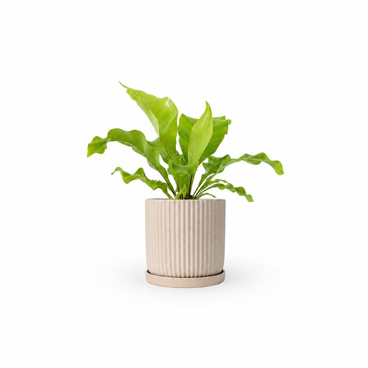 | hoya | קן הציפור | Bird Nest Fern משתלה אינטרנטית | צמחי בית | עד הבית | פריחת הצמח | משלוח צמחי בית | משתלה עד הבית | plant on it | let neta your plants