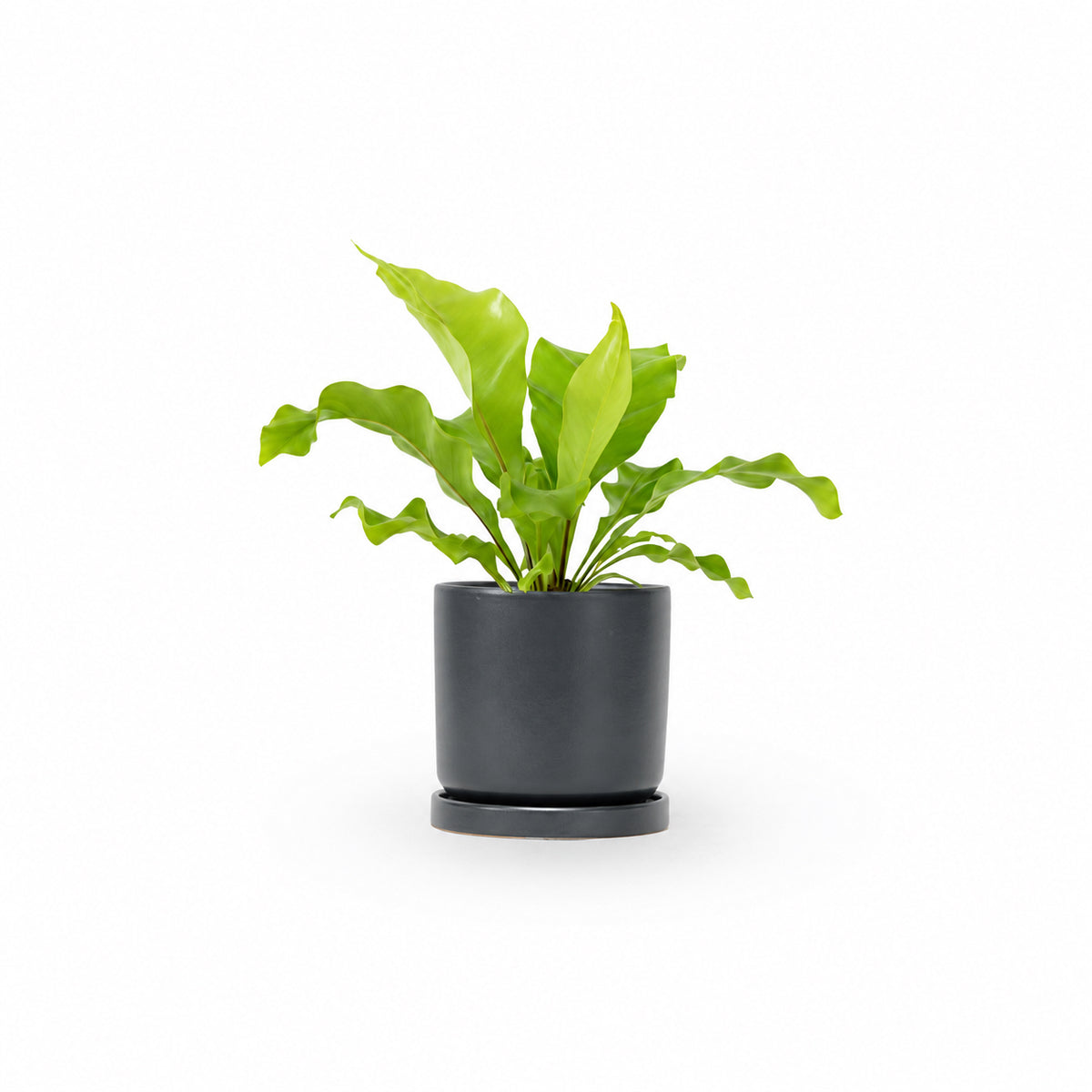 | hoya | קן הציפור | Bird Nest Fern משתלה אינטרנטית | צמחי בית | עד הבית | פריחת הצמח | משלוח צמחי בית | משתלה עד הבית | plant on it | let neta your plants