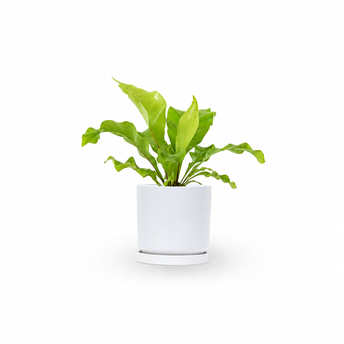 | hoya | קן הציפור | Bird Nest Fern משתלה אינטרנטית | צמחי בית | עד הבית | פריחת הצמח | משלוח צמחי בית | משתלה עד הבית | plant on it | let neta your plants