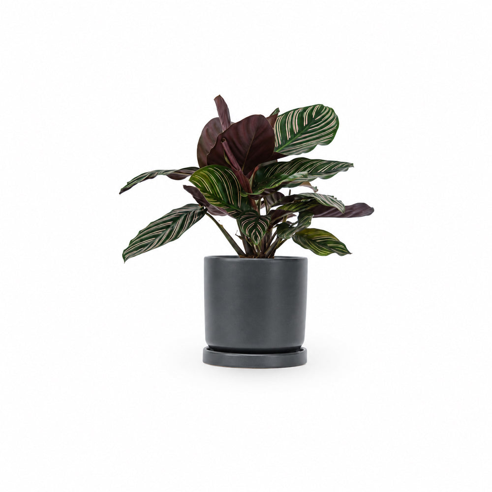 HOYA משלוחי צמחים- קלתאה אורנטה- הויהcalathea ornata | קניית צמחים | משתלה אונלין | קלתאה אורנטה | משלוחי צמחים