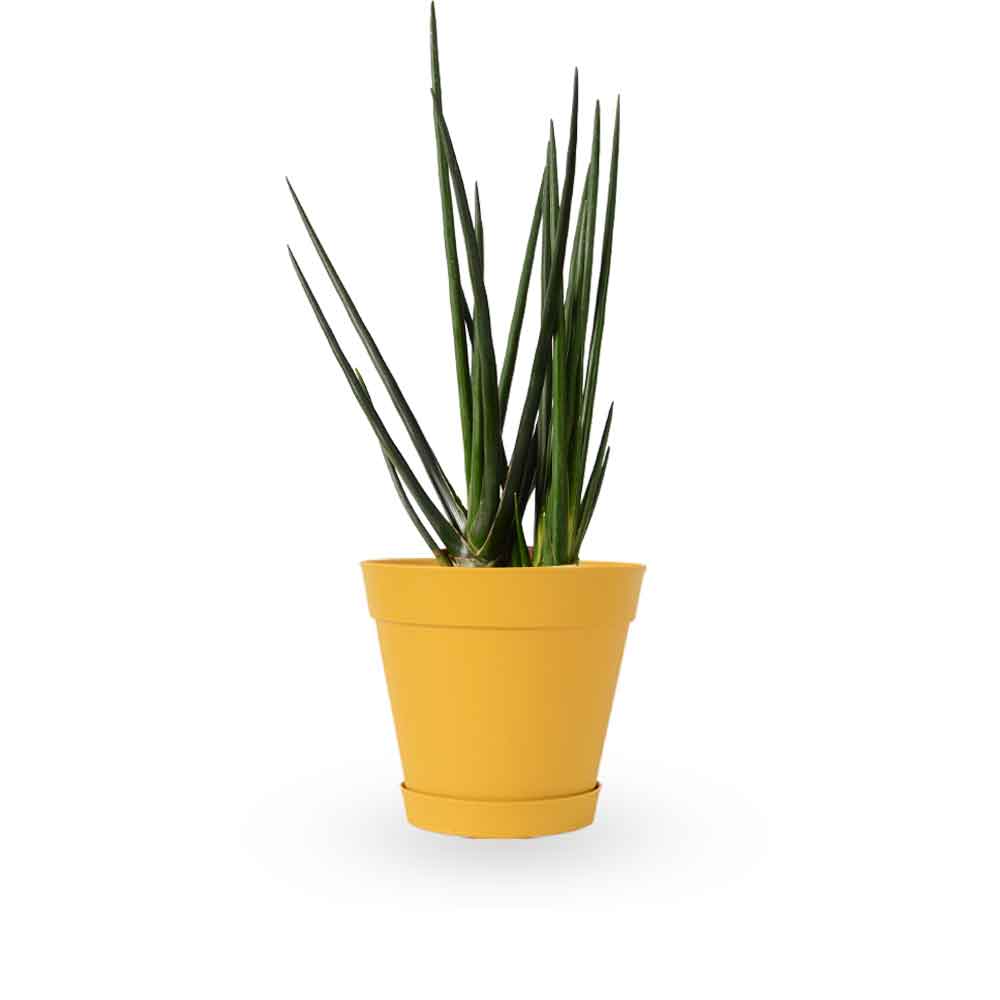 | סנסיווריה גלילית | סנסיוריה גלילית | sansevieria cylindrica | משתלה צמחי בית מטהרי אויר | משלוח צמחי בית | מ