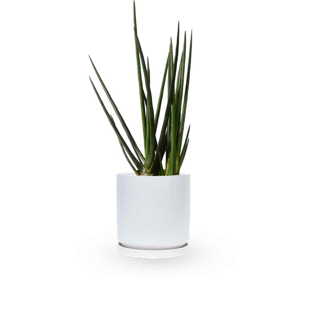 | סנסיווריה גלילית | סנסיוריה גלילית | sansevieria cylindrica | משתלה צמחי בית מטהרי אויר | משלוח צמחי בית | מ