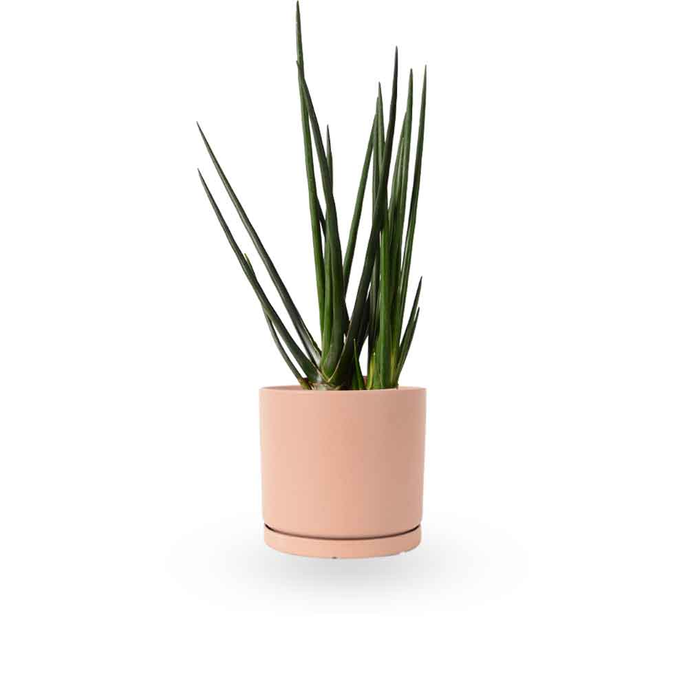 | סנסיווריה גלילית | סנסיוריה גלילית | sansevieria cylindrica | משתלה צמחי בית מטהרי אויר | משלוח צמחי בית | מ