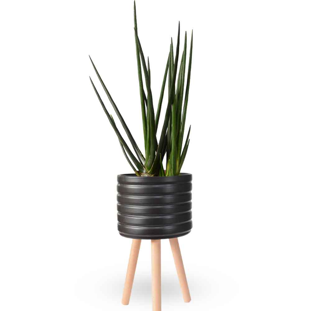 | סנסיווריה גלילית | סנסיוריה גלילית | sansevieria cylindrica | משתלה צמחי בית מטהרי אויר | משלוח צמחי בית | מ