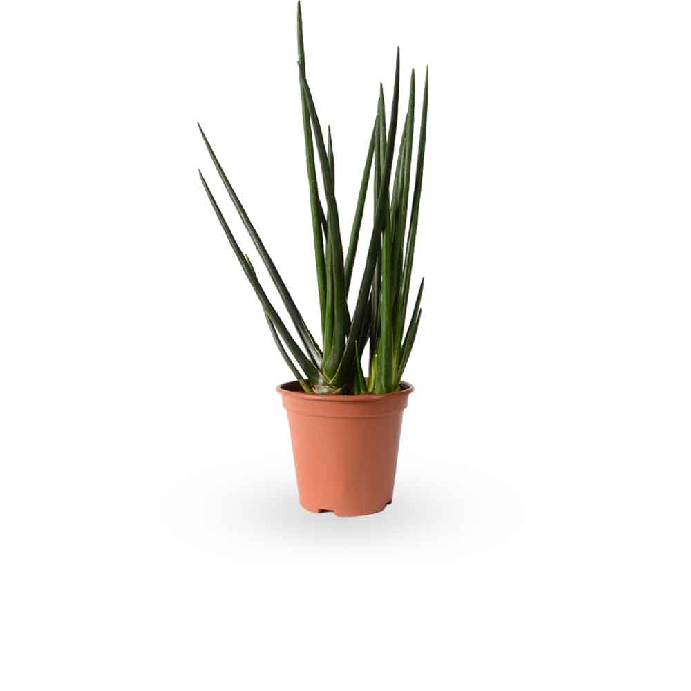 | סנסיווריה גלילית | סנסיוריה גלילית | sansevieria cylindrica | משתלה צמחי בית מטהרי אויר | משלוח צמחי בית | מ