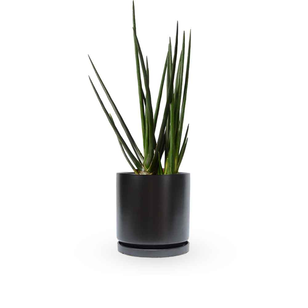 | סנסיווריה גלילית | סנסיוריה גלילית | sansevieria cylindrica | משתלה צמחי בית מטהרי אויר | משלוח צמחי בית | מ