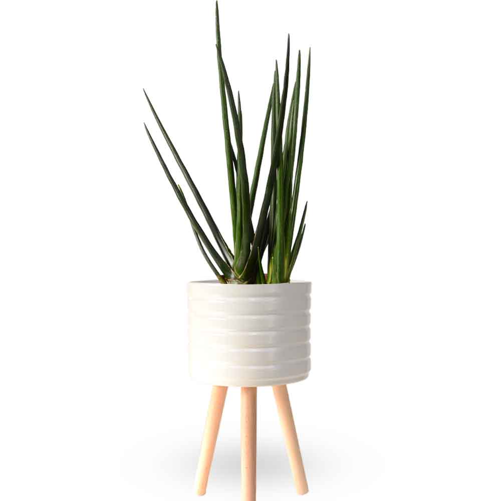 | סנסיווריה גלילית | סנסיוריה גלילית | sansevieria cylindrica | משתלה צמחי בית מטהרי אויר | משלוח צמחי בית | מ