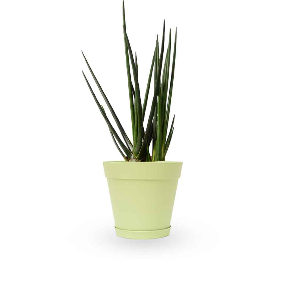 | סנסיווריה גלילית | סנסיוריה גלילית | sansevieria cylindrica | משתלה צמחי בית מטהרי אויר | משלוח צמחי בית | מ