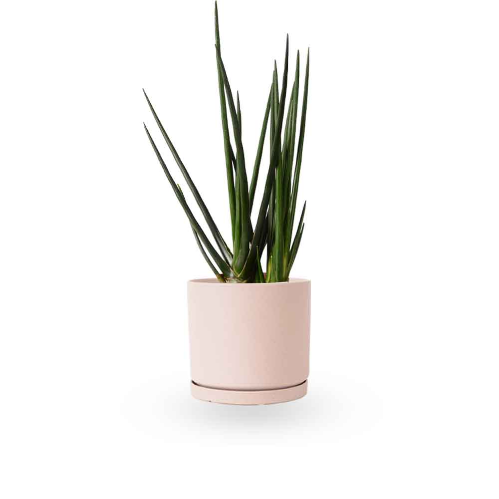 | סנסיווריה גלילית | סנסיוריה גלילית | sansevieria cylindrica | משתלה צמחי בית מטהרי אויר | משלוח צמחי בית | מ