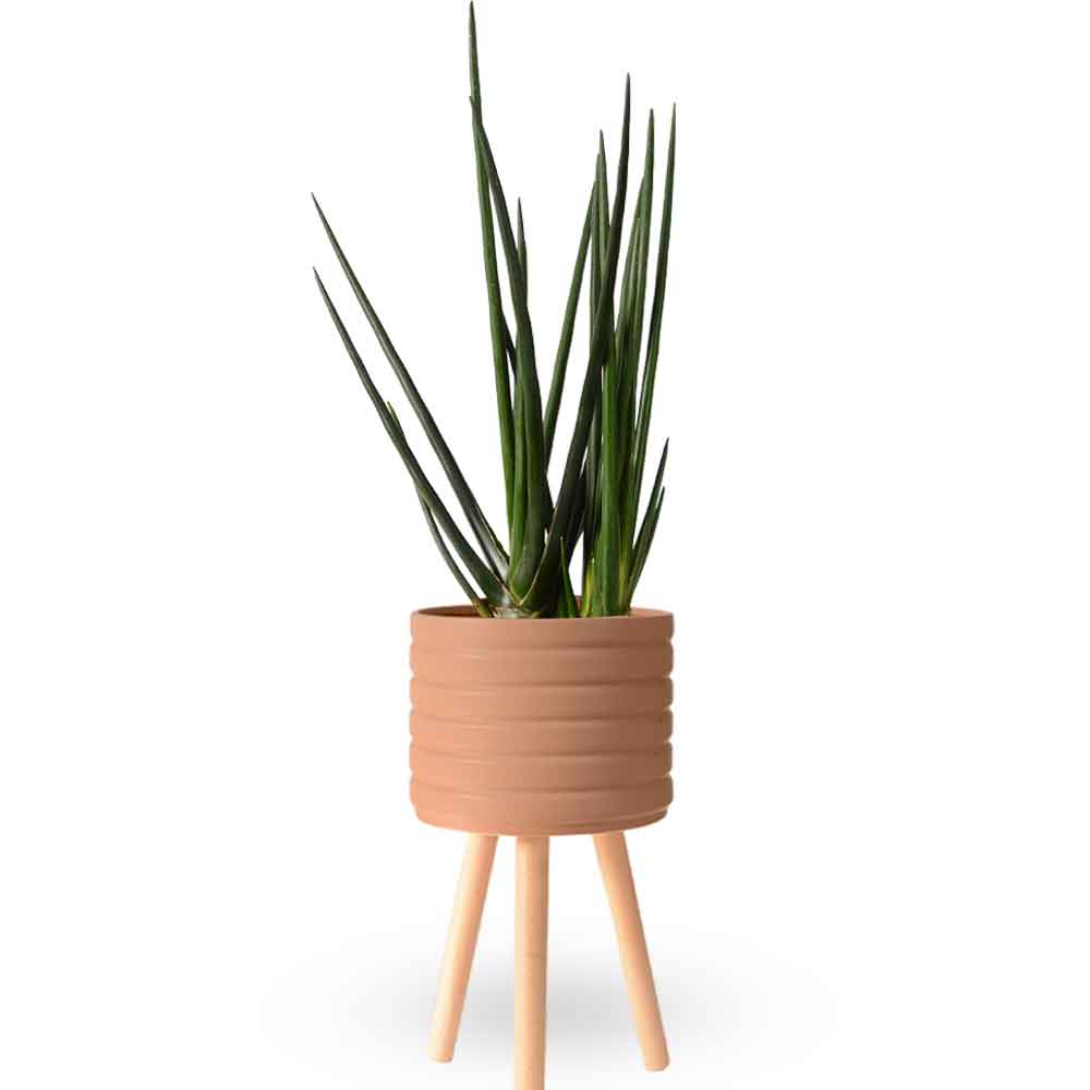 | סנסיווריה גלילית | סנסיוריה גלילית | sansevieria cylindrica | משתלה צמחי בית מטהרי אויר | משלוח צמחי בית | מ