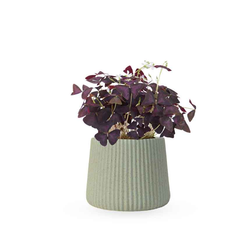 Oxalis triangularis / false | חמציץ | חמציץ משולש | חמציץ סגול | משתלה אינטרנטית | משלוח צמחים