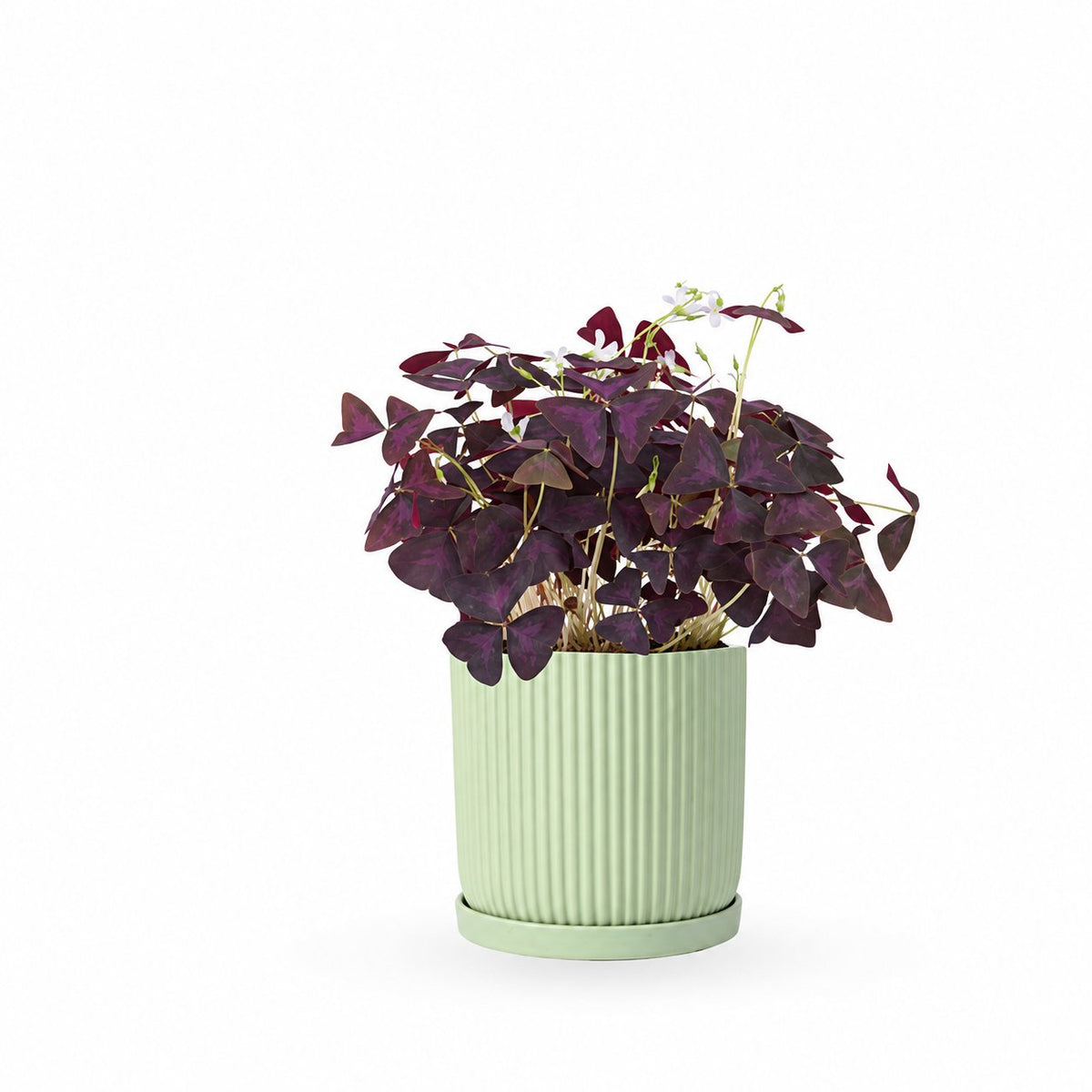 Oxalis triangularis / false | חמציץ | חמציץ משולש | חמציץ סגול | משתלה אינטרנטית | משלוח צמחים