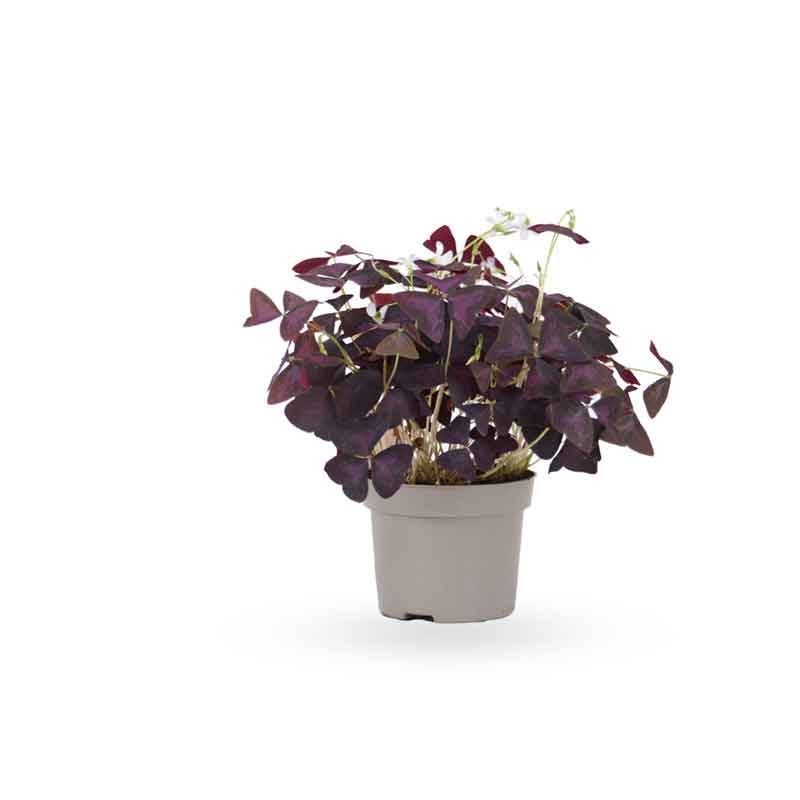 Oxalis triangularis / false | חמציץ | חמציץ משולש | חמציץ סגול | משתלה אינטרנטית | משלוח צמחים