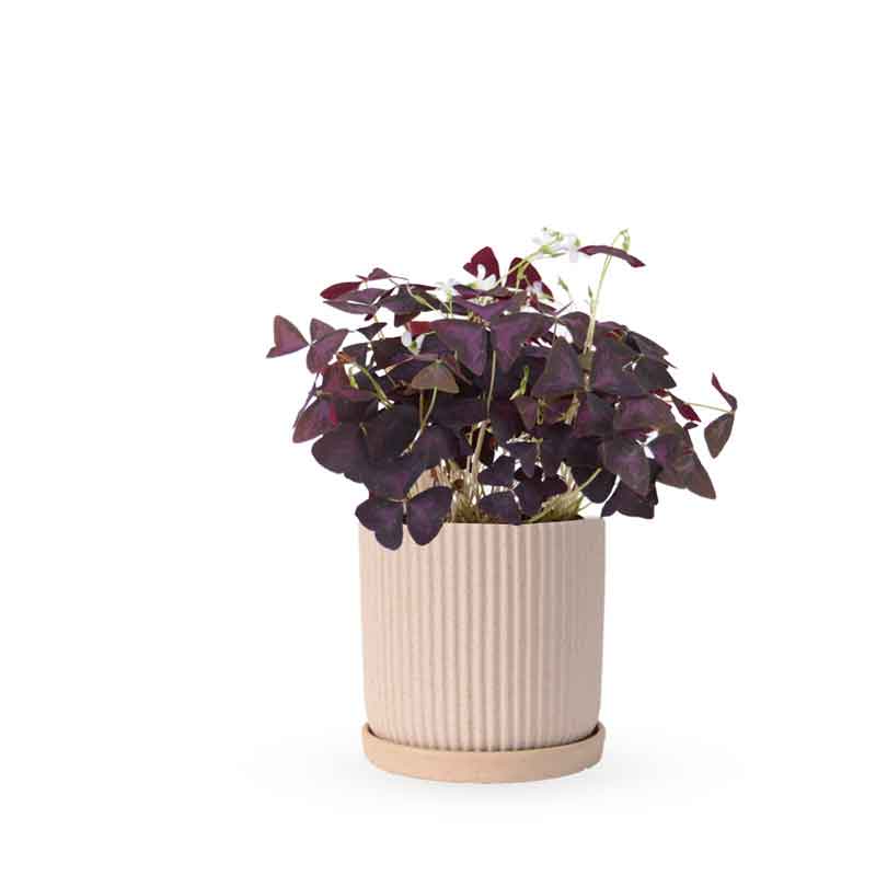 Oxalis triangularis / false | חמציץ | חמציץ משולש | חמציץ סגול | משתלה אינטרנטית | משלוח צמחים