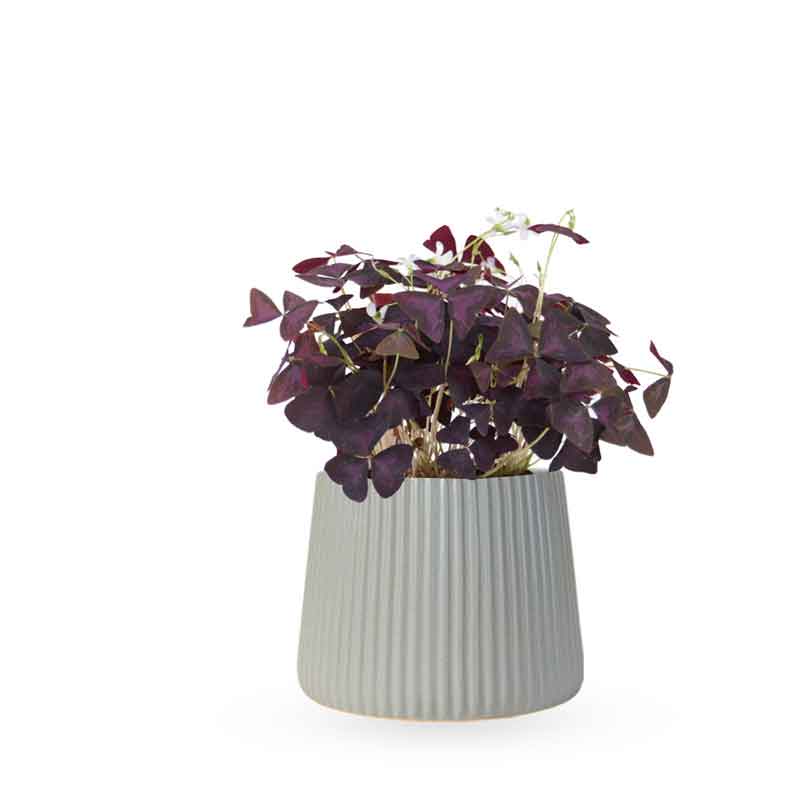 Oxalis triangularis / false | חמציץ | חמציץ משולש | חמציץ סגול | משתלה אינטרנטית | משלוח צמחים