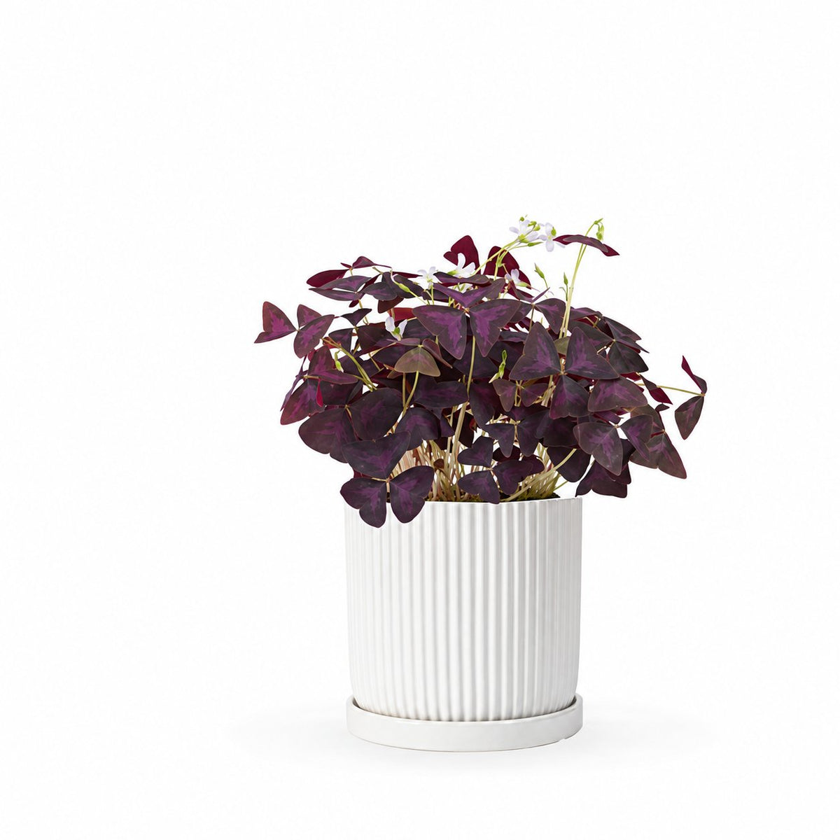 Oxalis triangularis / false | חמציץ | חמציץ משולש | חמציץ סגול | משתלה אינטרנטית | משלוח צמחים