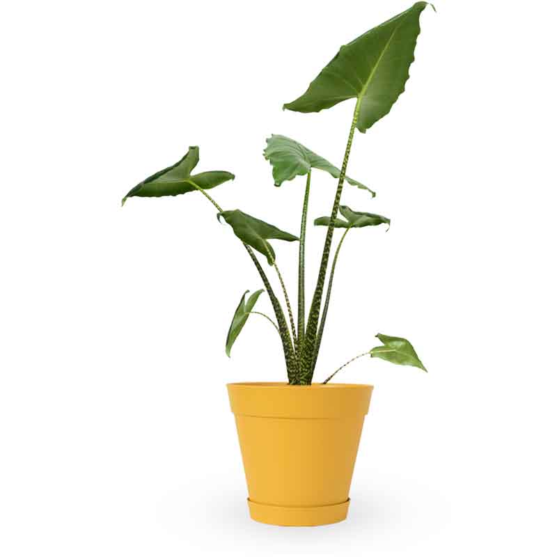 alocasia zebrina | אלוקסיה זברינה | אוזן פיל | מכירת צמחים | קניית צמחים לבית