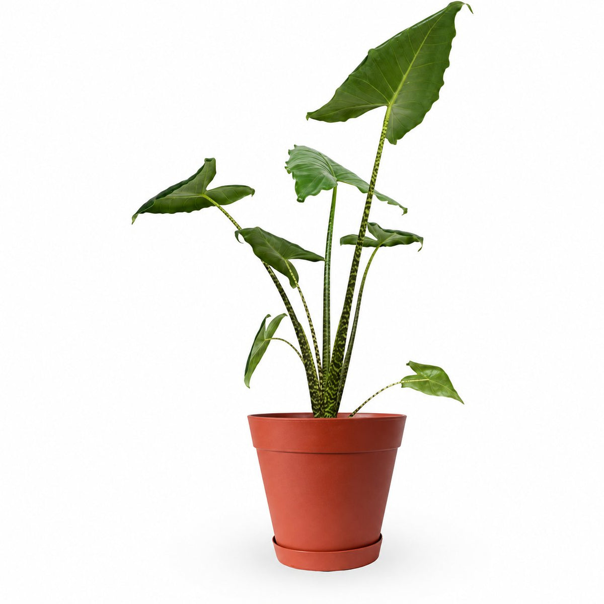 alocasia zebrina, אלוקסיה זברינה, אוזן פיל