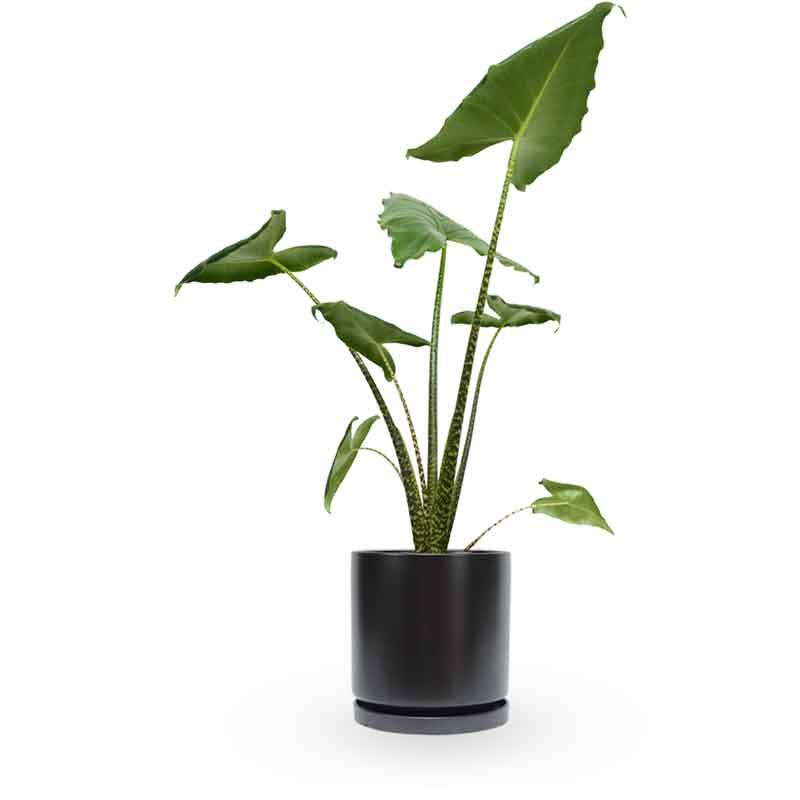 alocasia zebrina | אלוקסיה זברינה | אוזן פיל | מכירת צמחים | קניית צמחים לבית