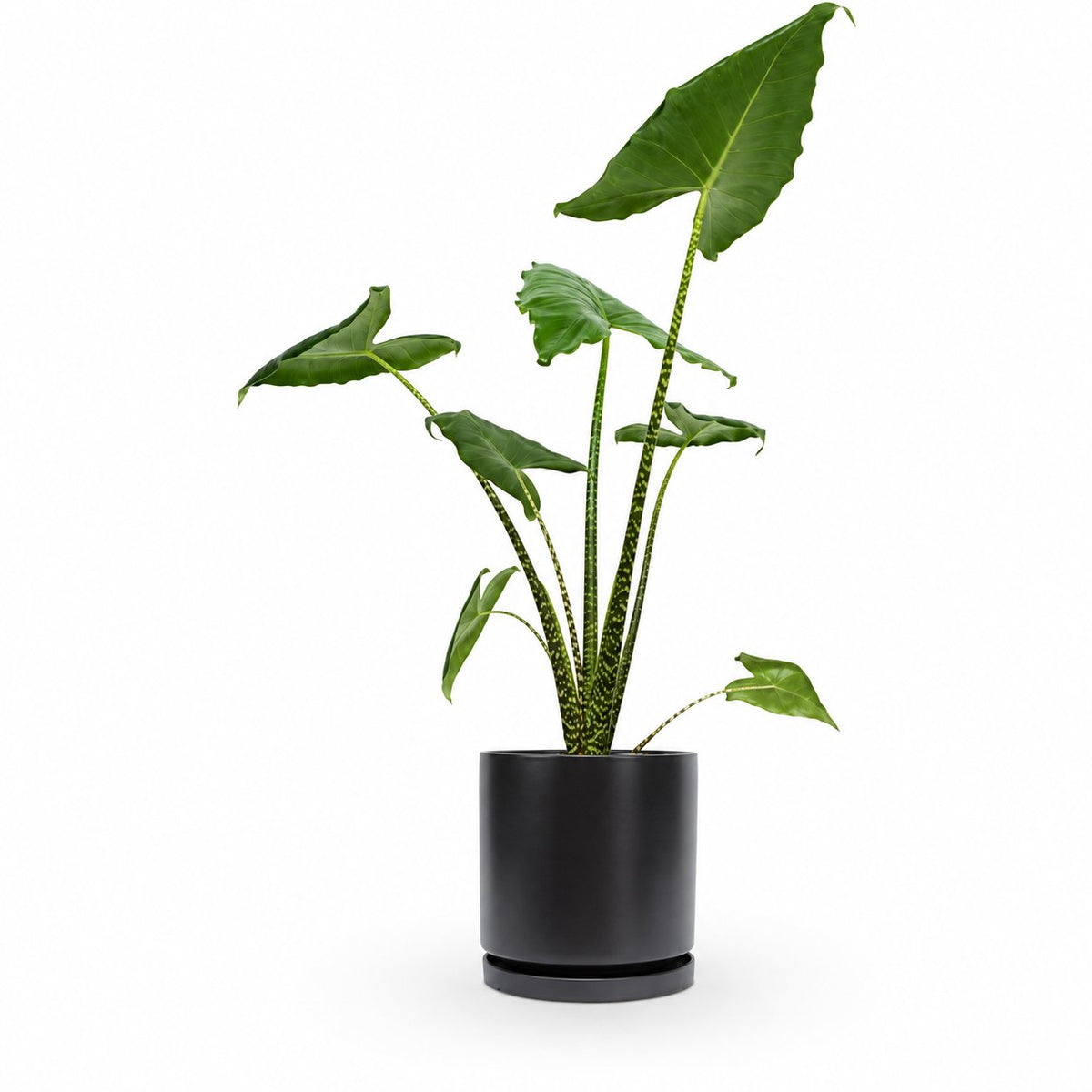 alocasia zebrina, אלוקסיה זברינה, אוזן פיל