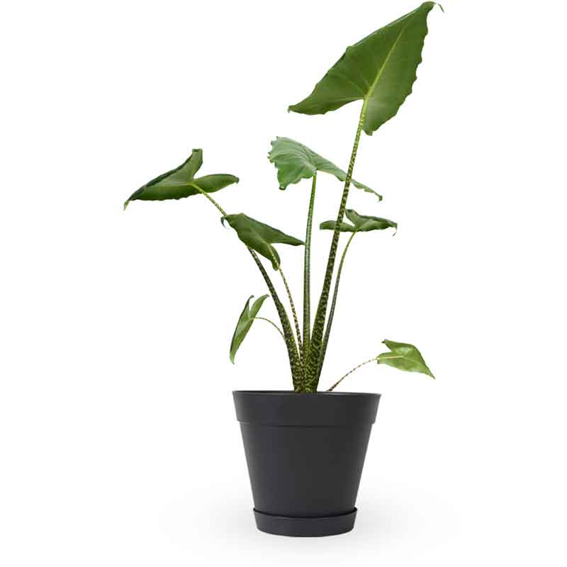 alocasia zebrina | אלוקסיה זברינה | אוזן פיל | מכירת צמחים | קניית צמחים לבית