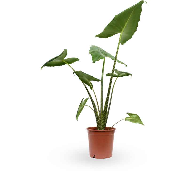 alocasia zebrina | אלוקסיה זברינה | אוזן פיל | מכירת צמחים | קניית צמחים לבית