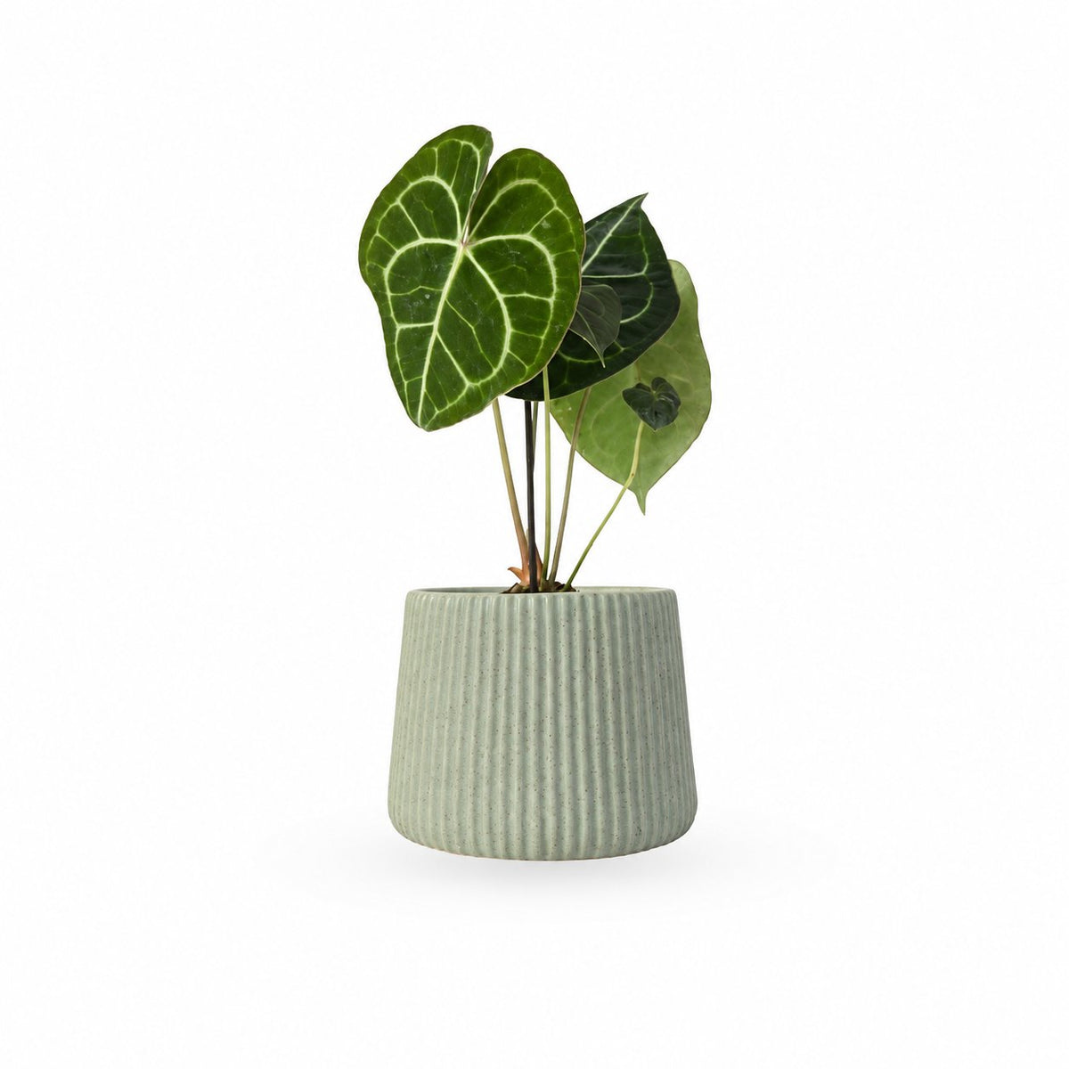 אנטוריום קלרינרביום | Anthurium Clarinervium | hoya | plant it | neta plants| משתלה אינטרנטית | משלוח צמחים | משתללה אונליין
