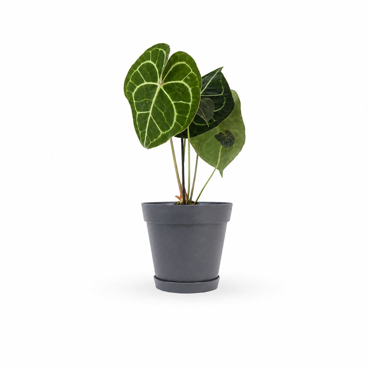 אנטוריום קלרינרביום | Anthurium Clarinervium | hoya | plant it | neta plants| משתלה אינטרנטית | משלוח צמחים | משתללה אונליין