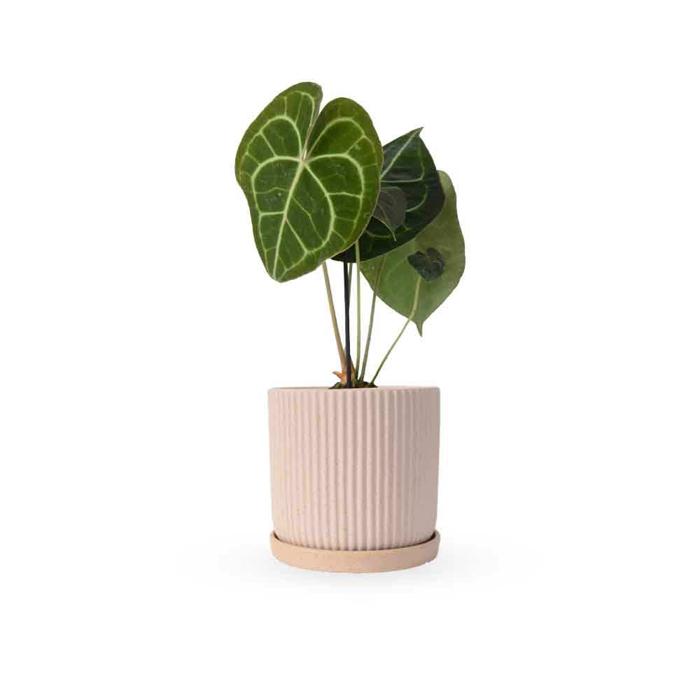 אנטוריום קלרינרביום | Anthurium Clarinervium | hoya | plant it | neta plants| משתלה אינטרנטית | משלוח צמחים | משתללה אונליין