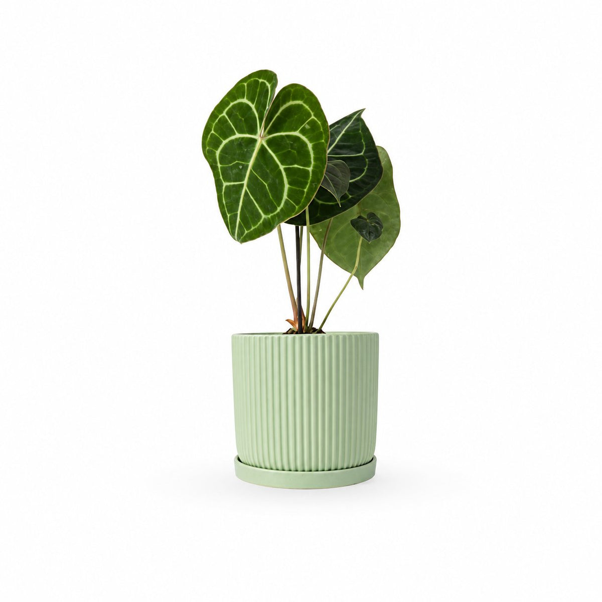 אנטוריום קלרינרביום | Anthurium Clarinervium | hoya | plant it | neta plants| משתלה אינטרנטית | משלוח צמחים | משתללה אונליין