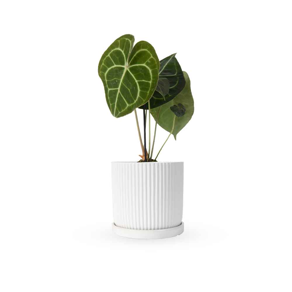 אנטוריום קלרינרביום | Anthurium Clarinervium | hoya | plant it | neta plants| משתלה אינטרנטית | משלוח צמחים | משתללה אונליין