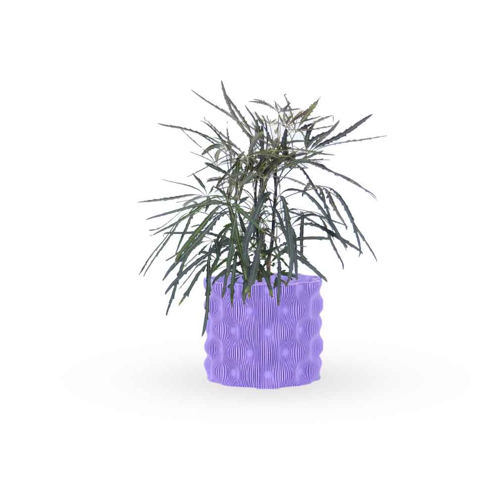 ארליה