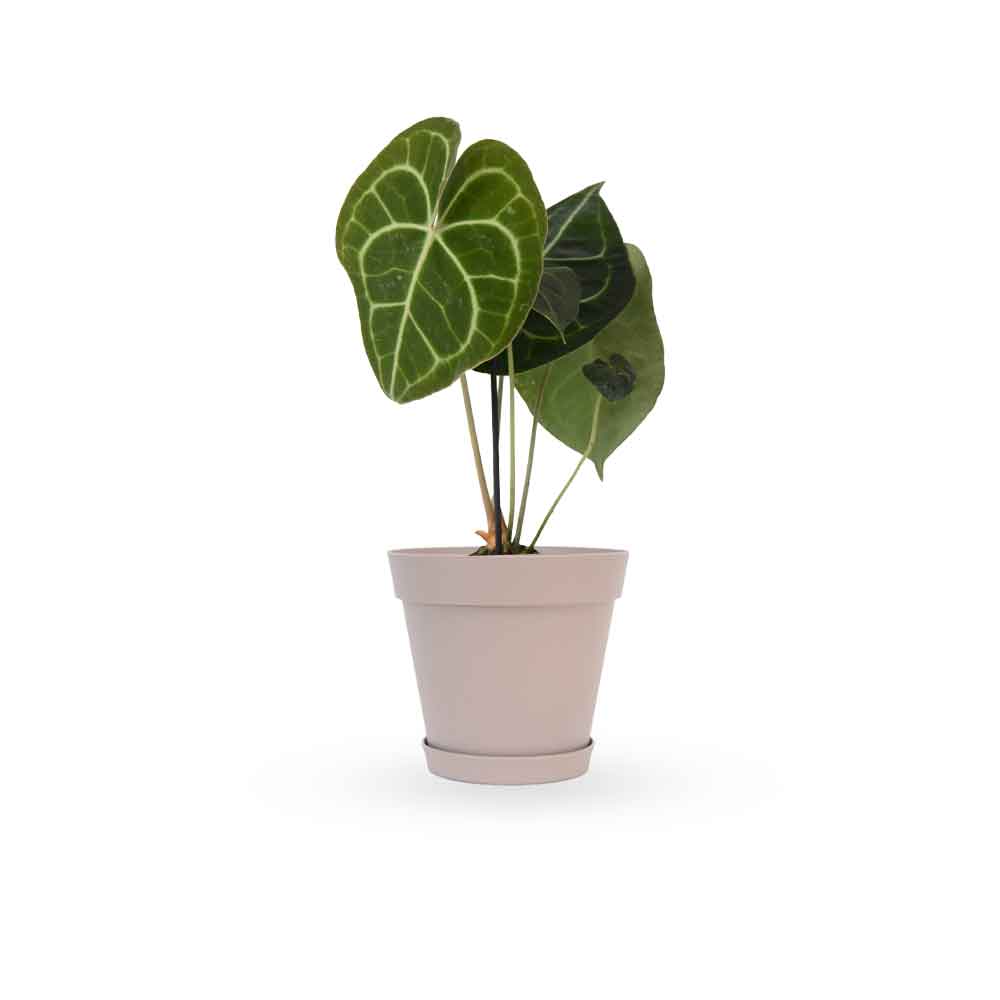 אנטוריום קלרינרביום | Anthurium Clarinervium | hoya | plant it | neta plants| משתלה אינטרנטית | משלוח צמחים | משתללה אונליין
