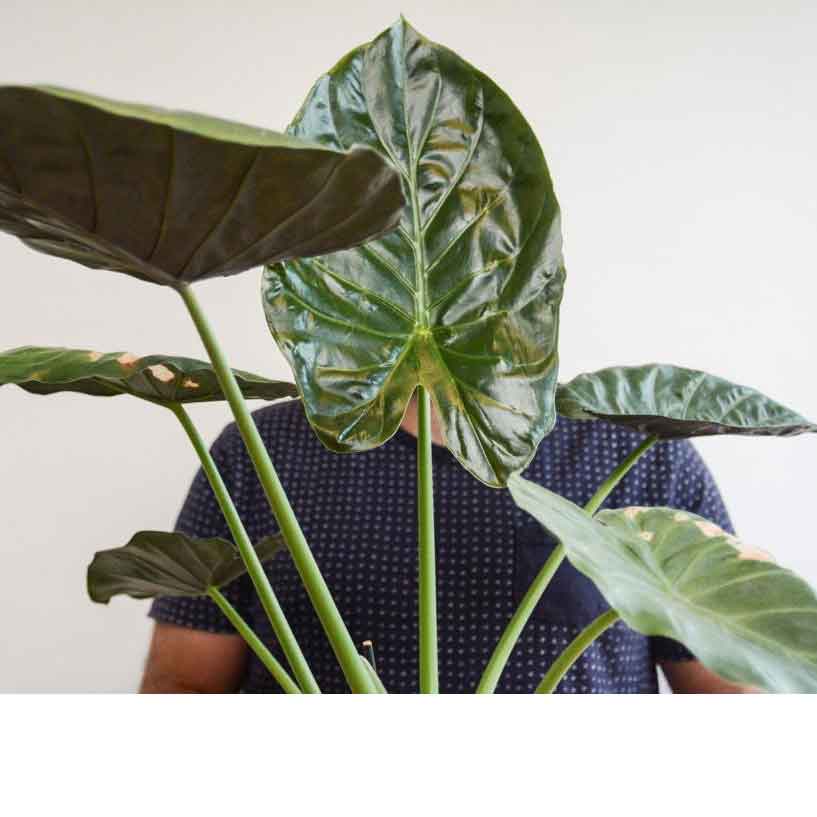 אלוקסיות 1 על 1