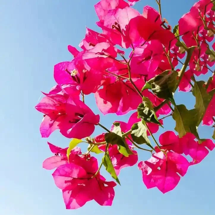 בוגנוויליה עציץ 24 ס"מ (10 ליטר) (רב שנתי לגינה)