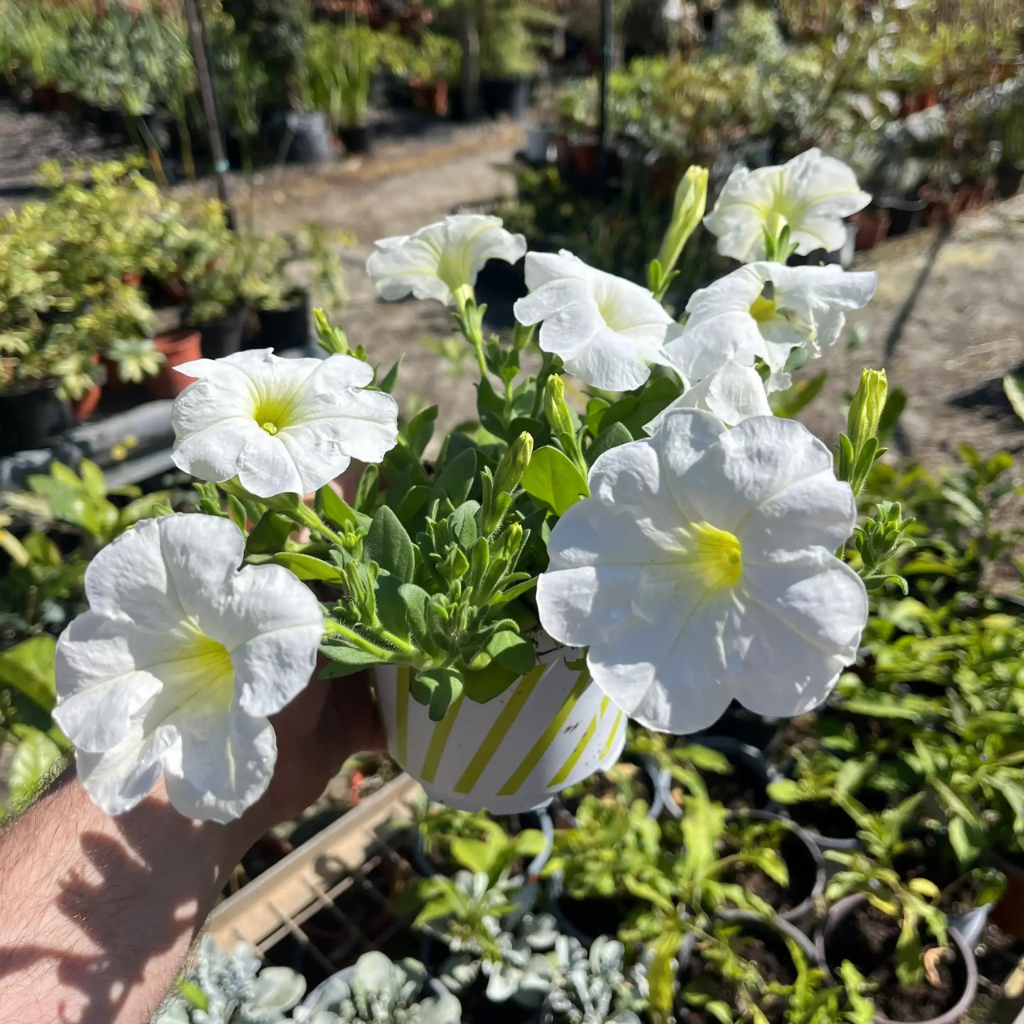 פטוניה קוטר עציץ 12 ס"מ (רב שנתי לגינה)