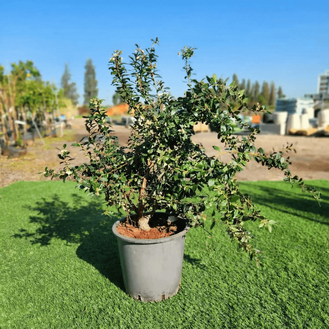אוכמניות סאן שיין 25 ליטר 1 על 1