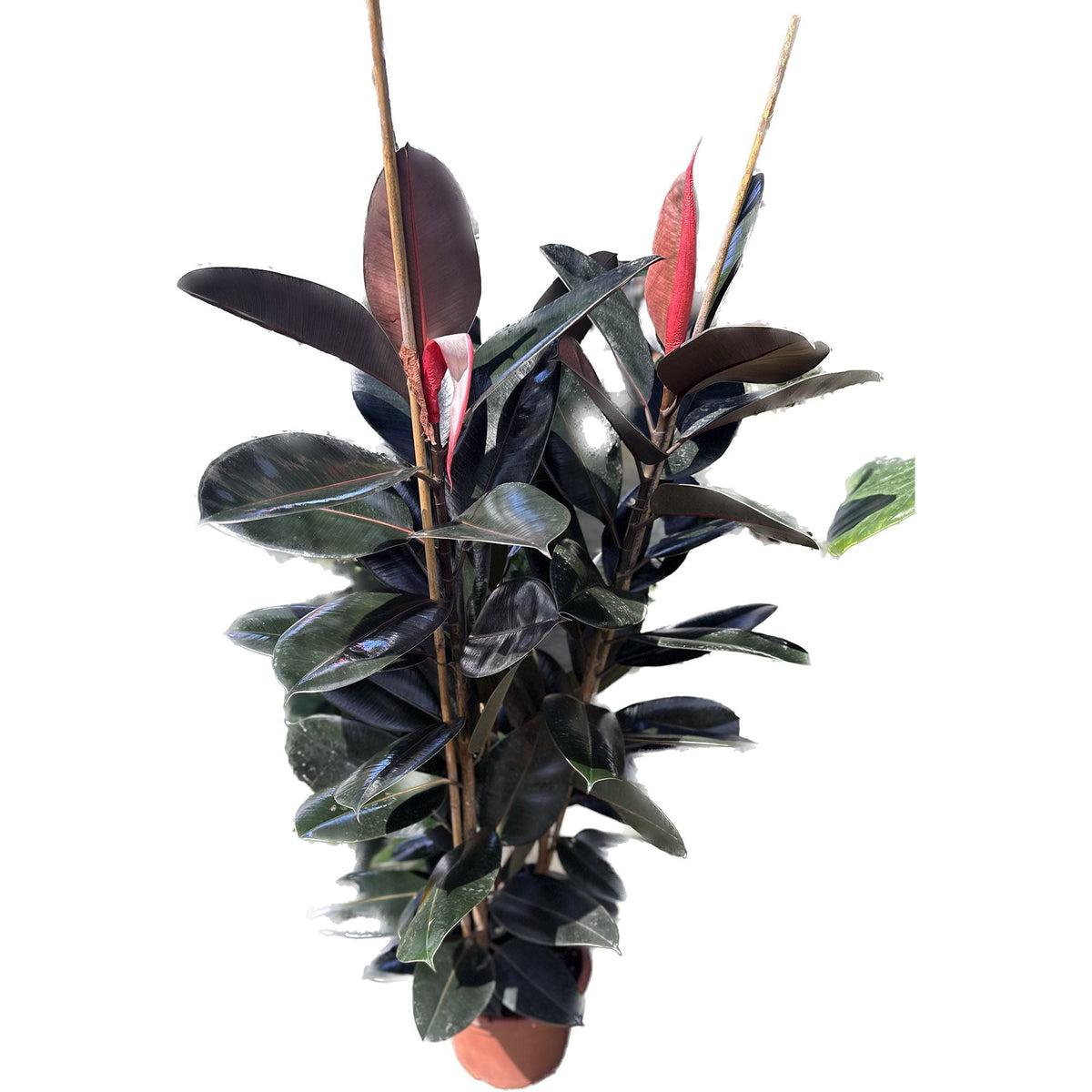 פיקוס גומי 10 ליטר