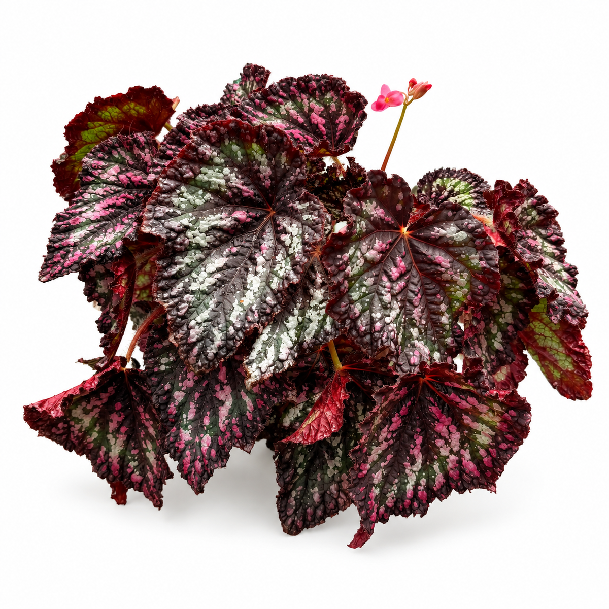 ביגוניה רקס רובי לייס עציץ 20 ס״מ — כל הצמח הנראה, עם עלים טבעיים ופרח ורוד מחובר, על רקע לבן