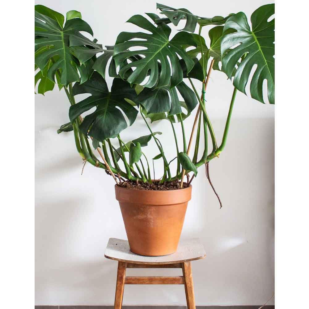 כאן תמצאו את כל הטיפים והטריקים לגידול פוטוס  משלם בבית. המדריך השלם לגידול מונסטרה. | איך לייחר מונסטרה | השרשה של מונסטרה | צמח בית מונסטרה נאה