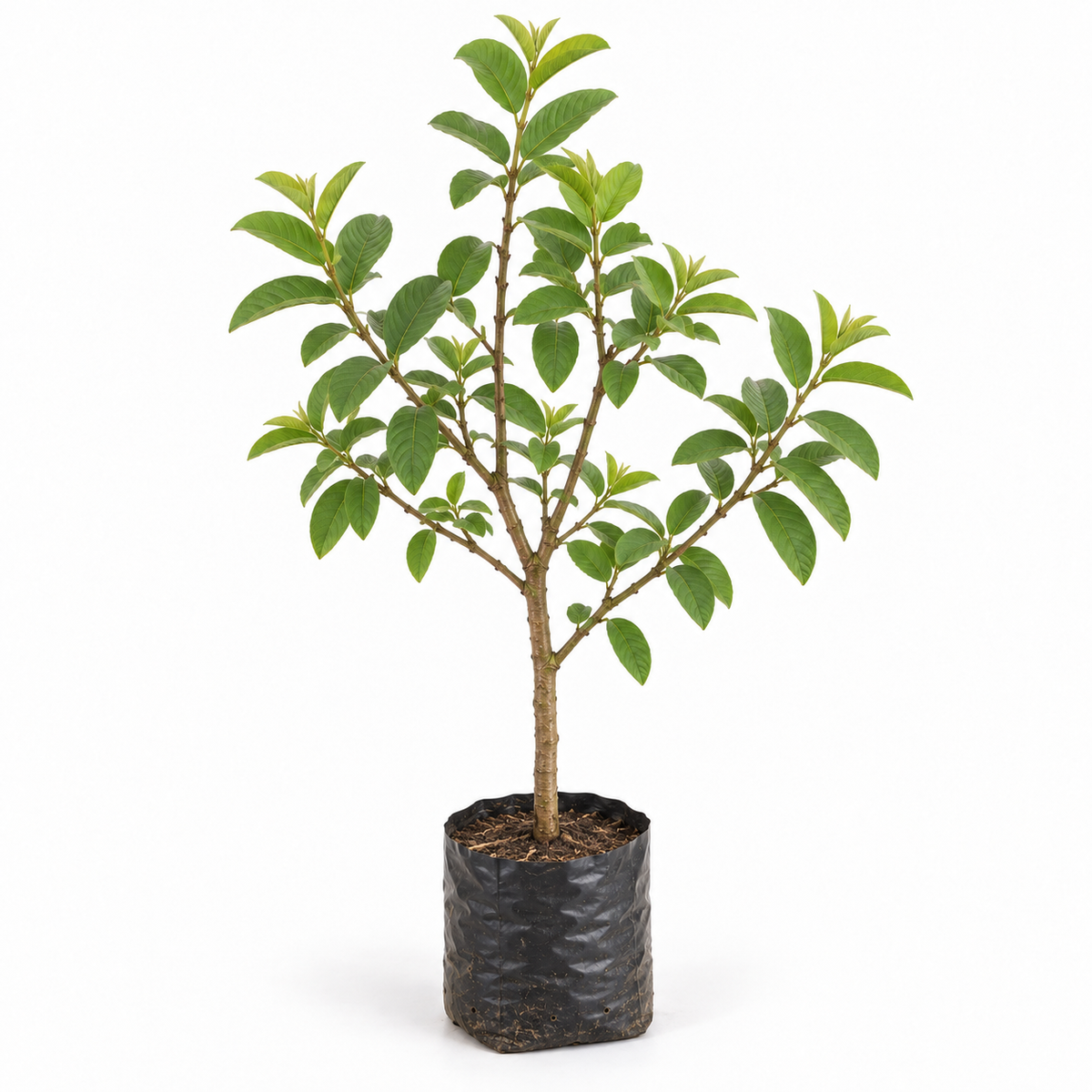 עץ גויאבה קוטר שק 30 ס"מ (25 ליטר) (רב שנתי לגינה)