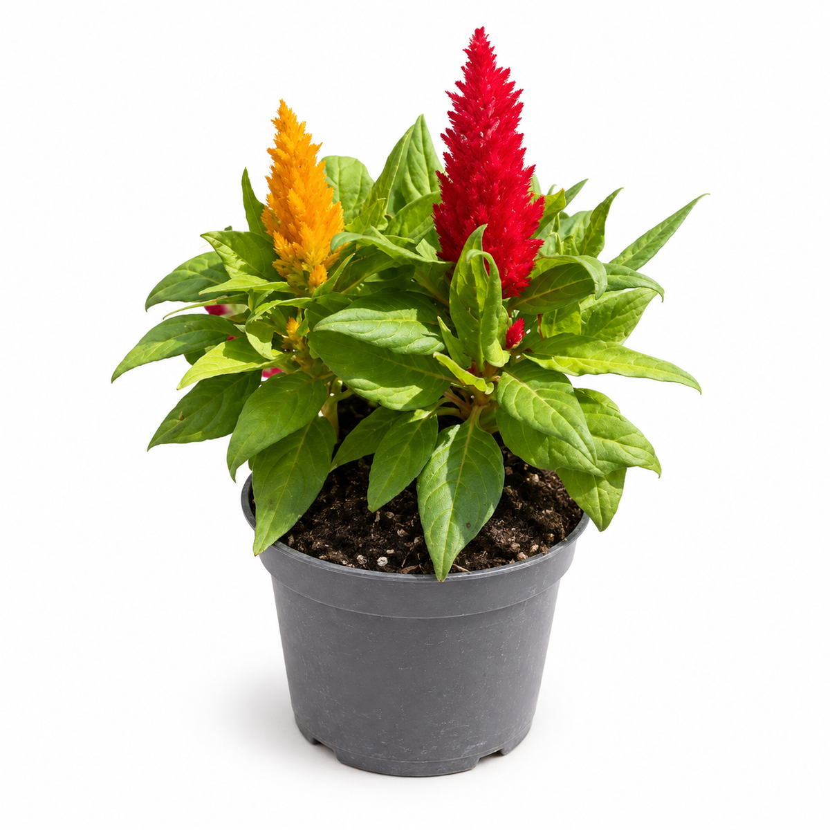 צלוזיה עציץ 12 ס״מ עם פריחה אדומה וצהובה — צילום מלא על רקע לבן