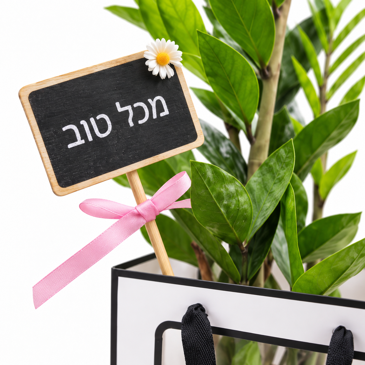 זמיה קוקוס במארז מתנה, שלט מזל טוב — תקריב של השלט והצמח על רקע לבן