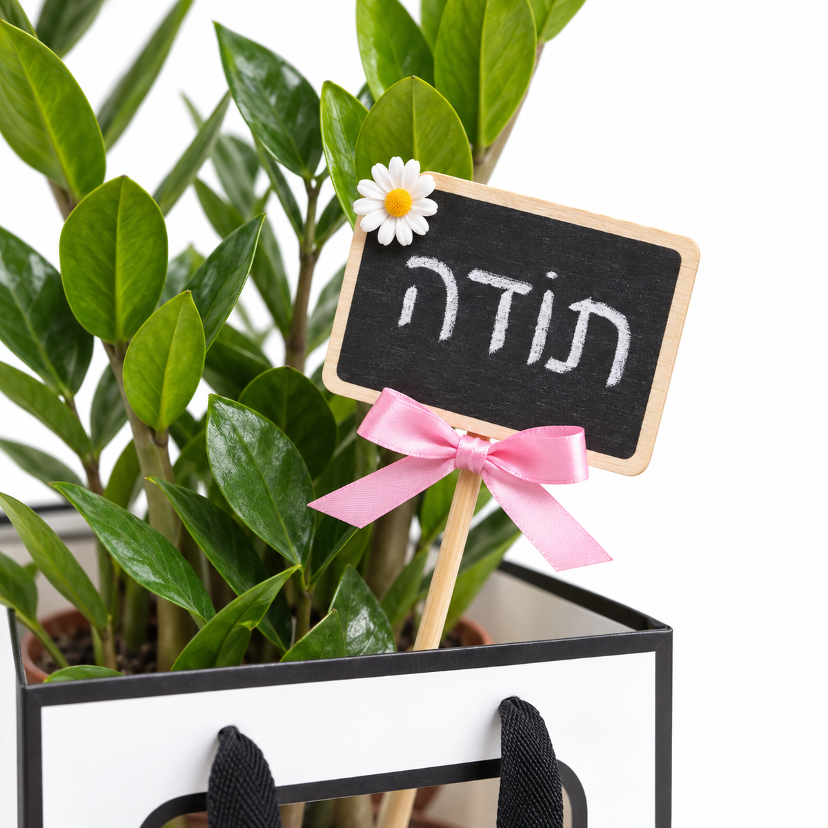 זמיה קוקוס במארז מתנה, שלט תודה — תקריב של השלט והצמח על רקע לבן