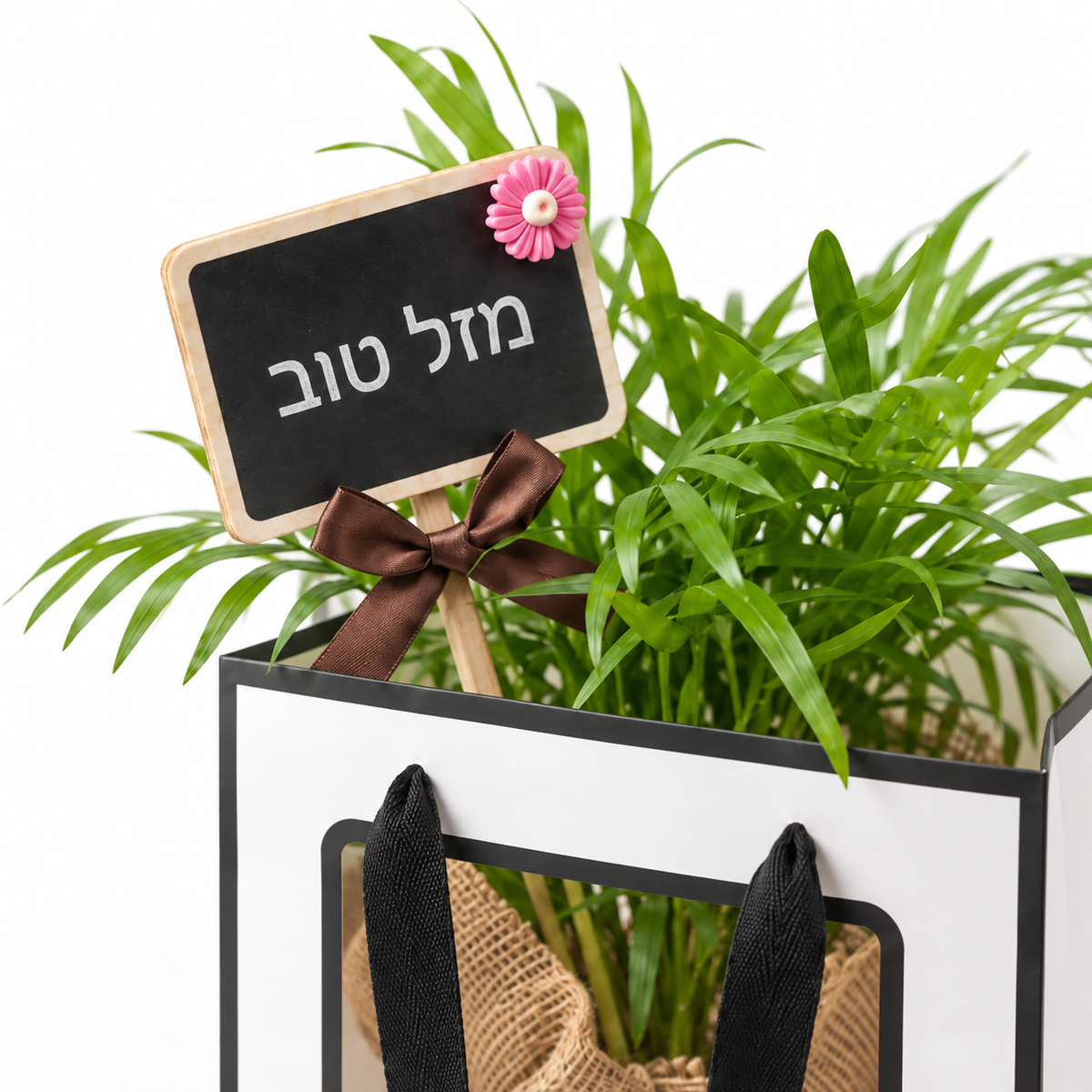 דקל חמדוריאה במארז מתנה, שלט מזל טוב — תקריב של השלט והצמח על רקע לבן