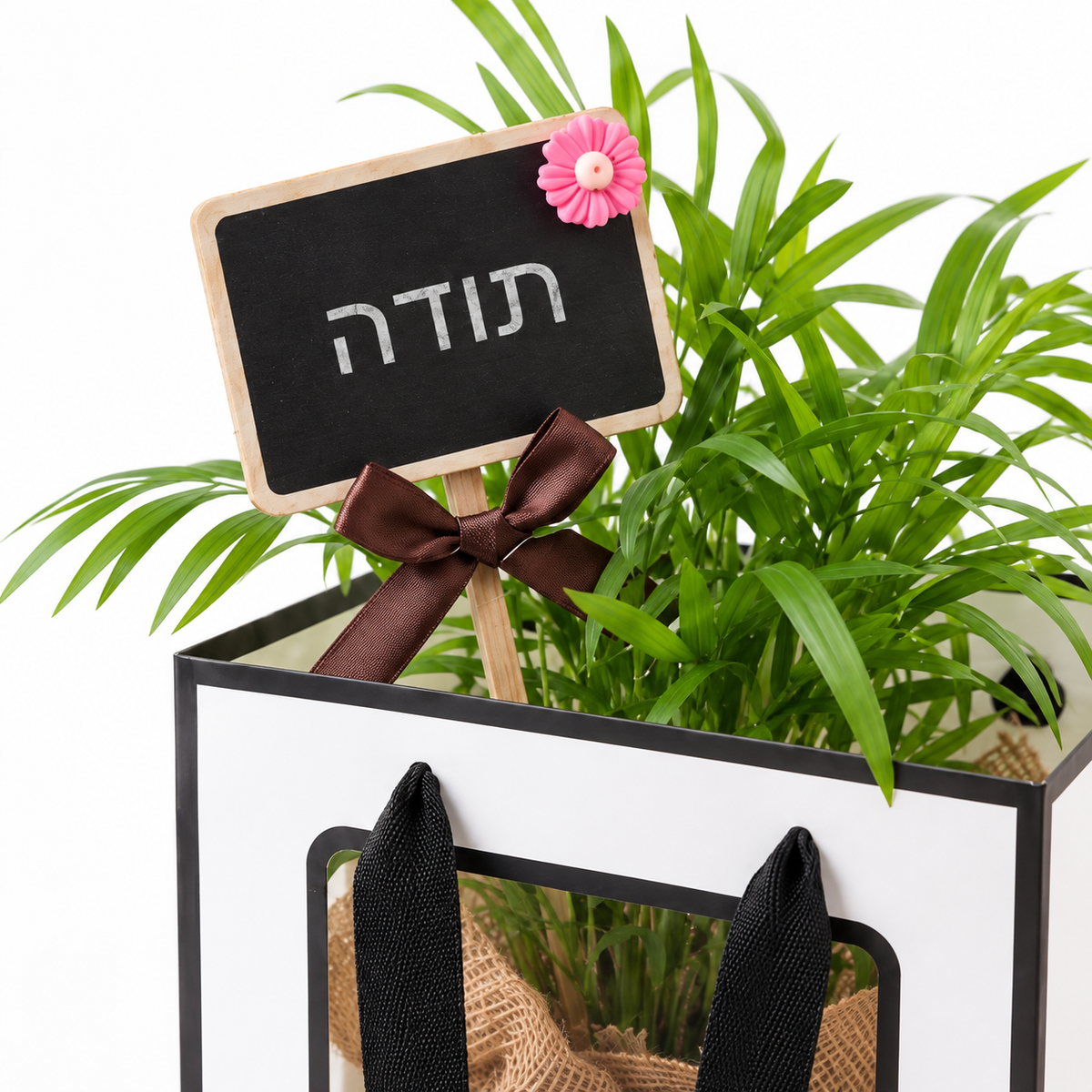 דקל חמדוריאה במארז מתנה, שלט תודה — תקריב של השלט והצמח על רקע לבן