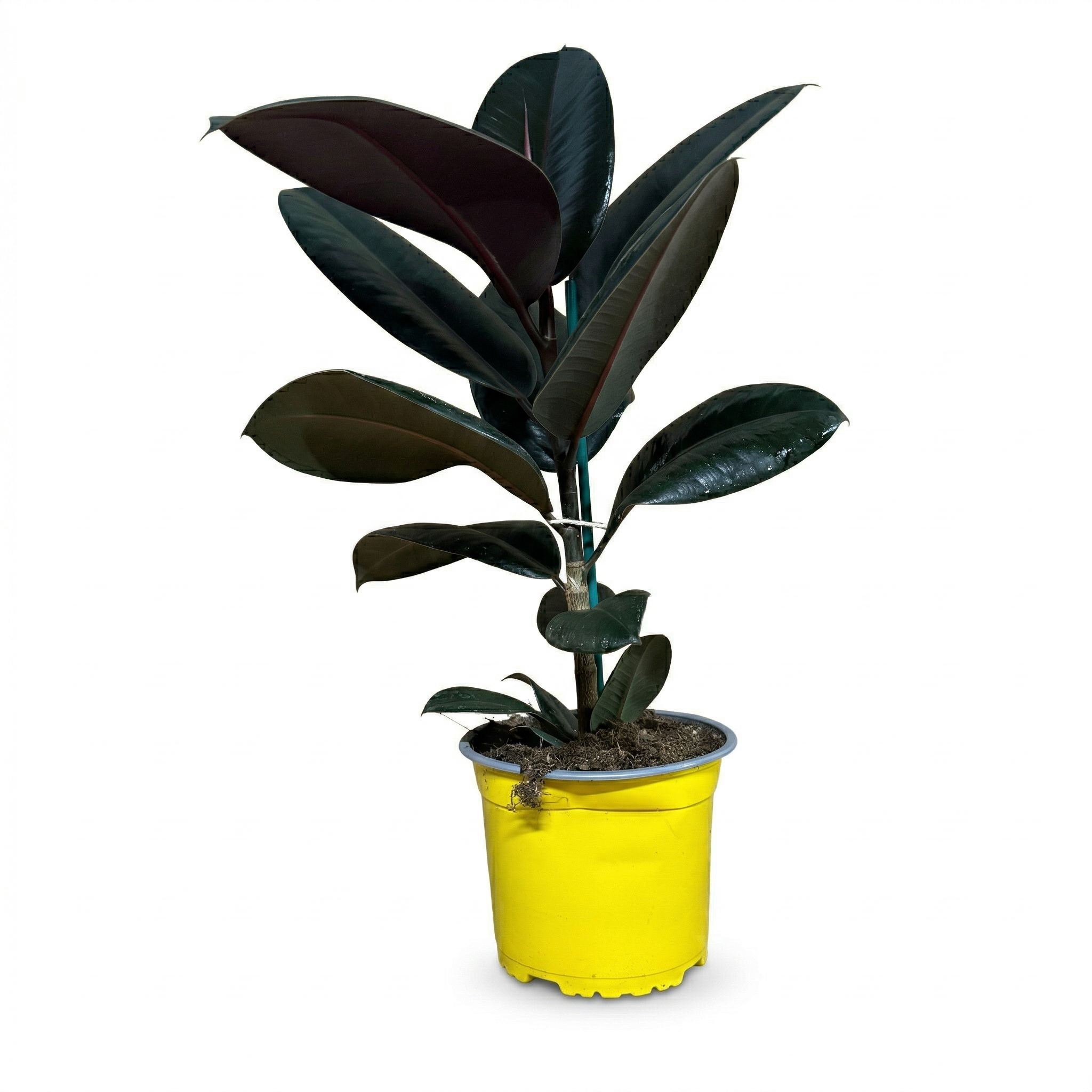 פיקוס גומי שחור